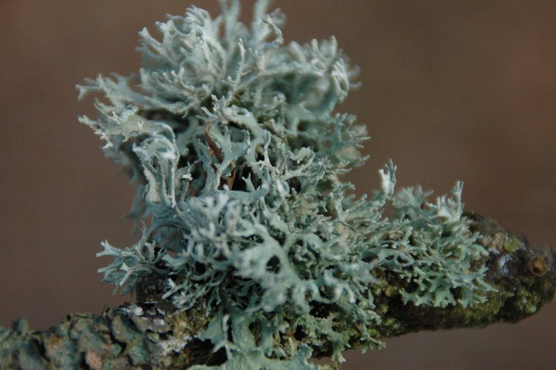 2013-03-Lichens forestiers